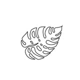 Monstera plant leaf