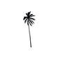 Palm tree